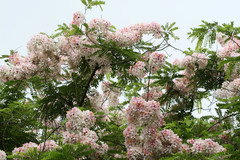 Cassia indochinensis